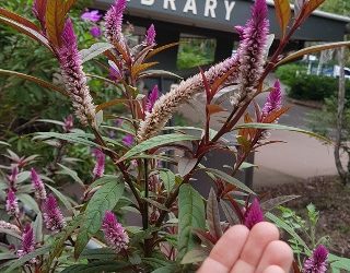 Seed Libraries: Getting Started