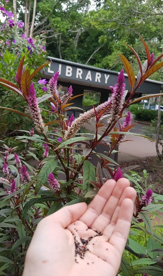 Seed Libraries: Getting Started